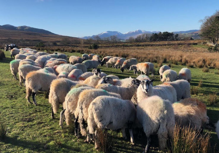 Ewe Love Camping Pods Lake District Sheep